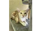 Adopt Calvin a Orange or Red (Mostly) American Shorthair cat in CHINO