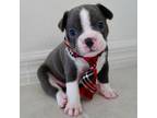 Boston Terrier Puppy for sale in Palmetto, FL, USA