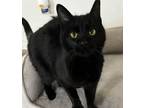 Adopt Dolly a Black (Mostly) Domestic Shorthair cat in Greensboro, NC (40806336)