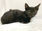 Adopt Eclipse a Black (Mostly) Domestic Shorthair cat in Greensboro