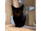 Adopt Panther a Black (Mostly) Domestic Shorthair cat in Arlington/Ft Worth