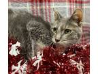 Adopt Field-FIV+ a Gray or Blue Domestic Shorthair / Domestic Shorthair / Mixed