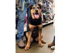 Adopt Whiskey a Black Shepherd (Unknown Type) / Mixed dog in Spruce Grove