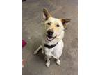 Adopt Tango a Tan/Yellow/Fawn Labrador Retriever / Mixed dog in Spruce Grove