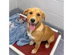 Adopt Goldie a Tan/Yellow/Fawn German Shepherd Dog / Mixed dog in Atlanta