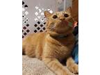 Adopt Chestnaught a Orange or Red Tabby Tabby / Mixed (short coat) cat in