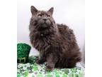 Adopt Shadow XXXI a Gray or Blue Domestic Longhair / Mixed cat in Muskegon