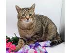 Adopt Louis a Brown Tabby Domestic Shorthair / Mixed cat in Muskegon