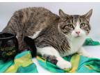 Adopt Honor a Gray, Blue or Silver Tabby Domestic Shorthair / Mixed cat in