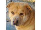 Adopt Benjamin a Tan/Yellow/Fawn Labrador Retriever / Chow Chow / Mixed dog in