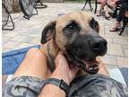 Adopt C.J. in Richmond VA a Tan/Yellow/Fawn Anatolian Shepherd / Mixed dog in