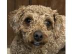 Adopt Sunflower Simone MINI GOLDENDOODLE a Tan/Yellow/Fawn Goldendoodle dog in