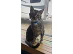 Adopt Spirit a Domestic Shorthair / Mixed (short coat) cat in Arkadelphia