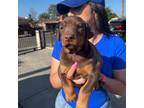 Doberman Pinscher Puppy for sale in Los Angeles, CA, USA