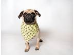 Adopt Paso *special needs* a Pug / Mixed dog in Gardena, CA (39274628)
