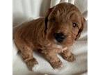 Cavapoo Puppy for sale in Stone Mountain, GA, USA