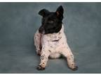 Adopt Chaps a White Rat Terrier / Mixed dog in Canyon Country, CA (40916074)