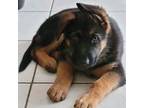 German Shepherd Dog Puppy for sale in Boca Raton, FL, USA