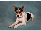 Adopt Cinder a White Rat Terrier / Mixed dog in Canyon Country, CA (40881449)
