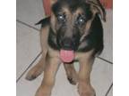 German Shepherd Dog Puppy for sale in Boca Raton, FL, USA