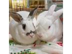 Adopt Pee Wee / Hallie a Other/Unknown / Mixed (short coat) rabbit in Mill