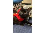 Adopt Senna a All Black Domestic Mediumhair (medium coat) cat in Fullerton