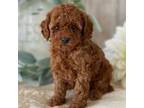 Poodle (Toy) Puppy for sale in Lagrange, IN, USA