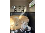 Adopt Dexter a Tan/Yellow/Fawn - with White Husky / Alaskan Klee Kai / Mixed dog