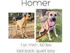 Adopt Homer a Black Mouth Cur / Mixed dog in Albany, GA (40330930)