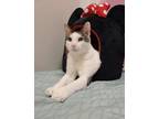 Adopt Noah a Domestic Shorthair / Mixed cat in Oakland, NJ (39869132)