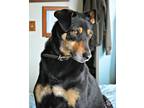 Adopt Willy a Black - with Brown, Red, Golden, Orange or Chestnut Australian