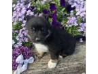 Miniature Australian Shepherd Puppy for sale in Edon, OH, USA