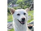 Adopt Darcy a White Jindo / Jindo / Mixed dog in Los Angeles, CA (40915694)