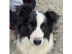 Adopt Dusty a Black - with Brown, Red, Golden, Orange or Chestnut Border Collie