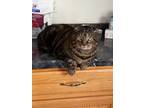 Adopt Teddy a Brown Tabby Domestic Shorthair (short coat) cat in Carlisle