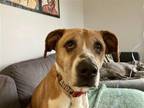 Adopt Space a White Boxer / Labrador Retriever / Mixed dog in Newport