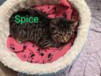Adopt Spice a Brown Tabby Domestic Shorthair (short coat) cat in Brick