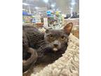 Adopt Hendrix a Gray or Blue Domestic Shorthair / Domestic Shorthair / Mixed cat