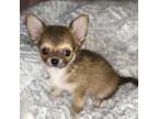 Chihuahua Puppy for sale in Smithfield, NC, USA