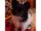 Mi-Ki Puppy for sale in Streamwood, IL, USA