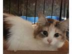 Adopt Taffeta a Domestic Mediumhair cat in Havertown, PA (40854748)