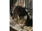 Adopt Mabel a Brown or Chocolate (Mostly) Domestic Shorthair cat in Havertown