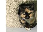 Adopt Rhoda a Tortoiseshell Domestic Shorthair cat in Havertown, PA (40854682)