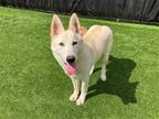 Adopt MAREE a German Shepherd Dog / Siberian Husky / Mixed dog in Tustin