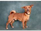 Adopt Rupert a Red/Golden/Orange/Chestnut Jack Russell Terrier / Mixed dog in