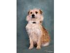 Adopt Chuck a Tan/Yellow/Fawn Cairn Terrier / Akbash / Mixed dog in Canyon