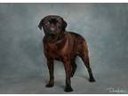 Adopt CoCo a Brown/Chocolate Pug / Mixed dog in Canyon Country, CA (40881447)