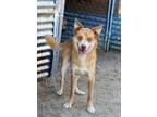 Adopt Dax a Tan/Yellow/Fawn Australian Shepherd / Mixed dog in Canyon Country