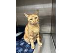 Adopt Homer (Bonded with Lisa) a Orange or Red (Mostly) Domestic Shorthair cat