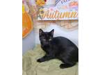 Adopt Ravindel a Black (Mostly) Bombay cat in CHINO, CA (39933071)